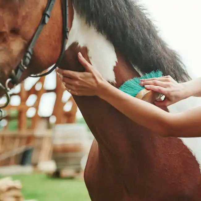 Horse being cared for