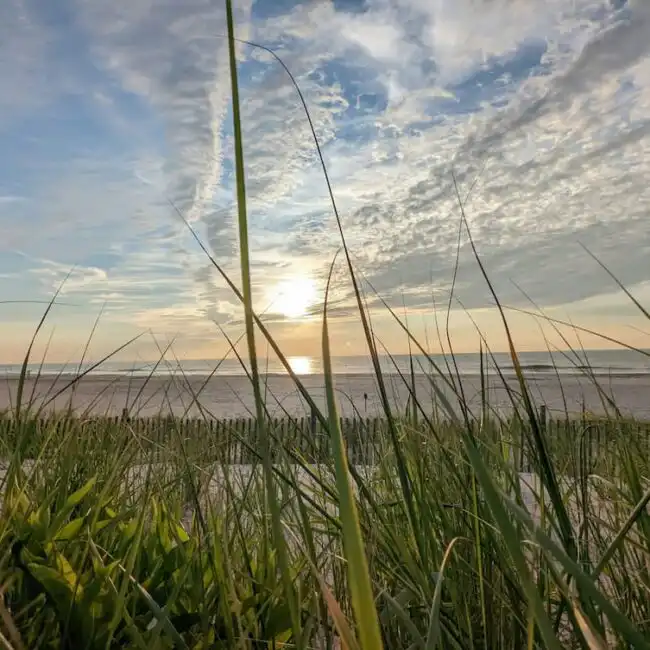 Outside in the marsh of New Jersey